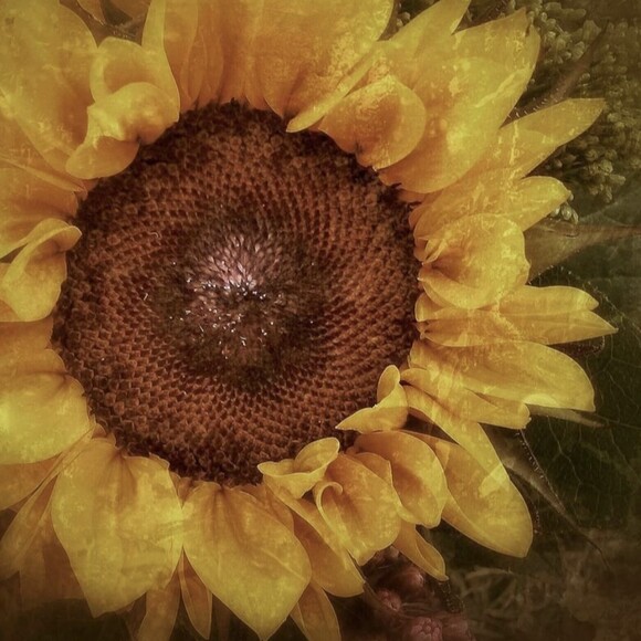 honeybee9316